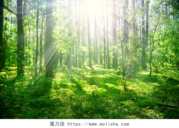 夏天晨光照进茂盛的森林朦胧的老森林